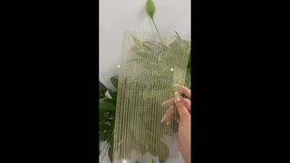 एंबेडेड मेटल डेकोर मेश के साथ साफ़ ग्लास के ऑन-साइट शॉट्स